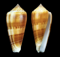 Conus daullei