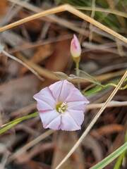 Convolvulus erubescens