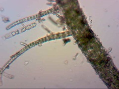 Ulva flexuosa paradoxa