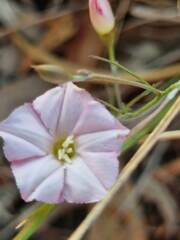 Convolvulus erubescens