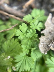 Alchemilla australis