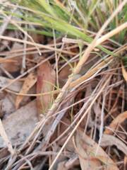 Convolvulus erubescens