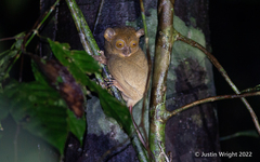 Cephalopachus bancanus borneanus