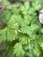 Alchemilla australis