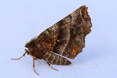 Selenia alciphearia