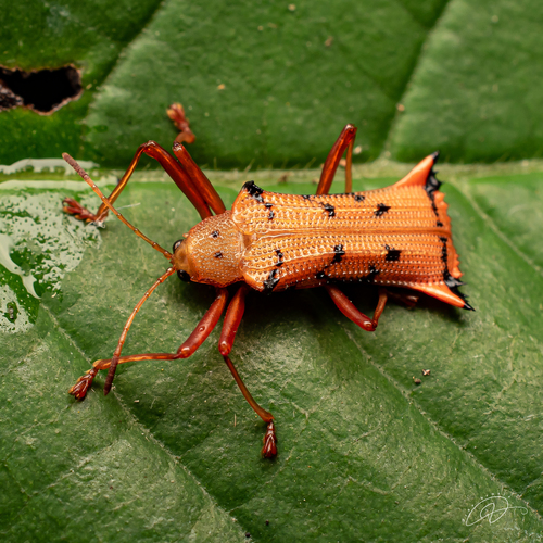 Sceloenopla sparsa