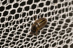 Labarrus cincticulus