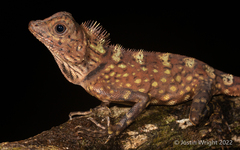 Gonocephalus bornensis