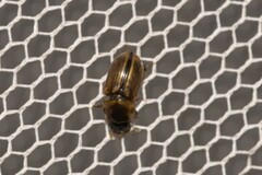 Labarrus cincticulus