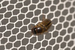 Labarrus cincticulus