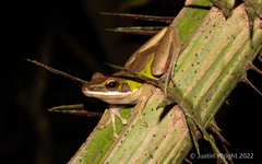 Chalcorana megalonesa