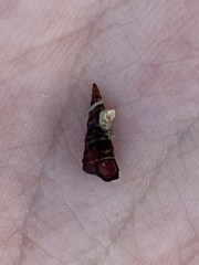 Lampanella minima