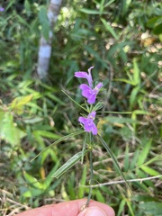 Justicia periplocifolia