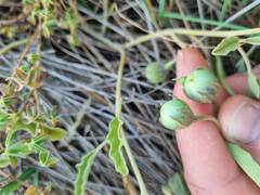 Solanum esuriale