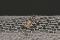 Spilonota constrictana