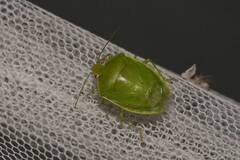 Glaucias amyoti