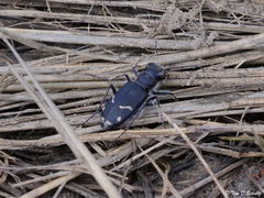 Cicindela purpurea