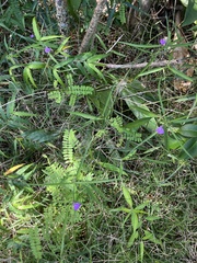 Justicia periplocifolia