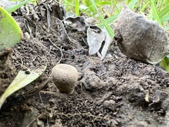 Lycoperdon pratense