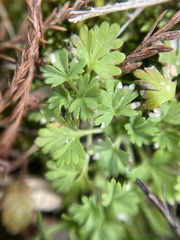 Alchemilla australis