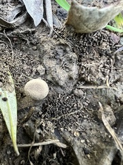 Lycoperdon pratense