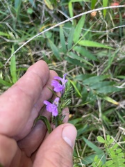 Justicia periplocifolia