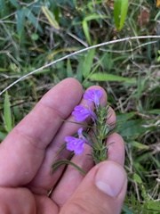 Justicia periplocifolia
