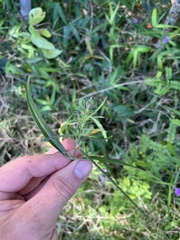 Justicia periplocifolia