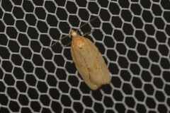 Clepsis therina