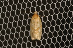 Clepsis therina