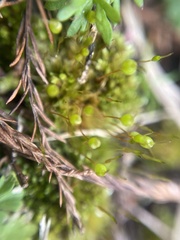 Physcomitrium pyriforme