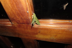 Xylophanes crotonis