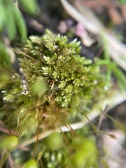 Physcomitrium pyriforme