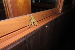Xylophanes crotonis