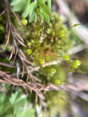 Physcomitrium pyriforme