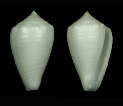Conus dedonderi