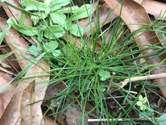 Piptochaetium avenaceum