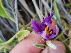Solanum esuriale