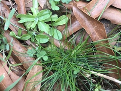 Piptochaetium avenaceum