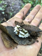 Megalopyge defoliata