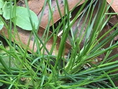 Piptochaetium avenaceum