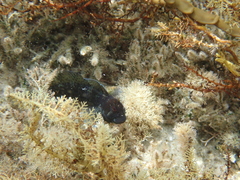 Parablennius postoculomaculatus