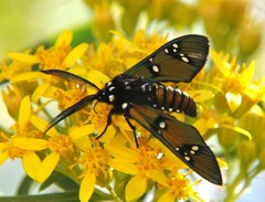 Chrysocale principalis