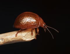 Dicranosterna semipunctata