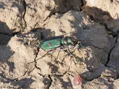Cicindela purpurea