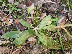Andryala integrifolia