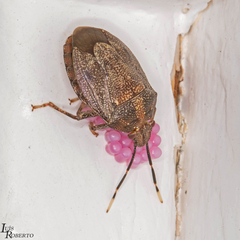 Antiteuchus
