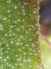 Andryala integrifolia