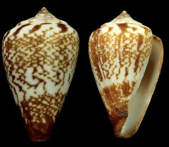 Conus delanoyae