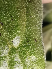Andryala integrifolia